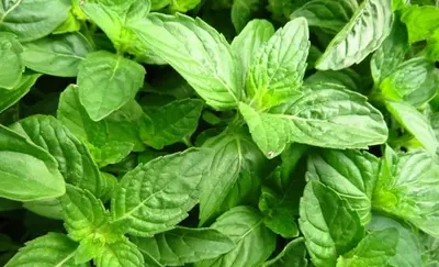 Menthol