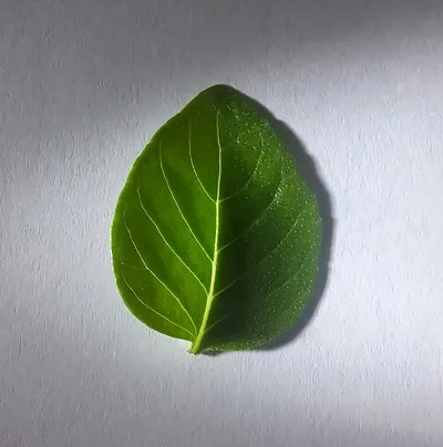 Decorative (leaf)