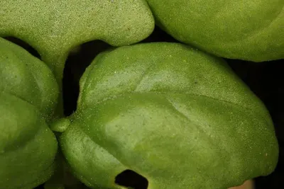 Fresh Lime
