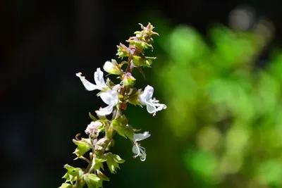 Glycine