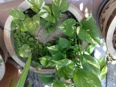 basil by Revered Fruit and Vegetables Limited