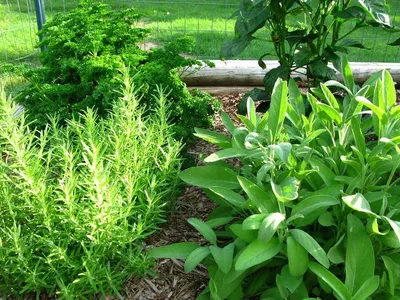 Garden meshwork