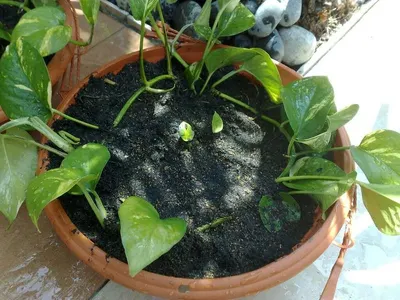 Anubias Nana Aquatic Plant