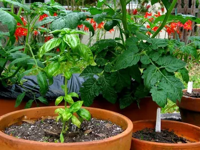 Growbags For Strawberry Planters