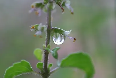 Fresh Dew