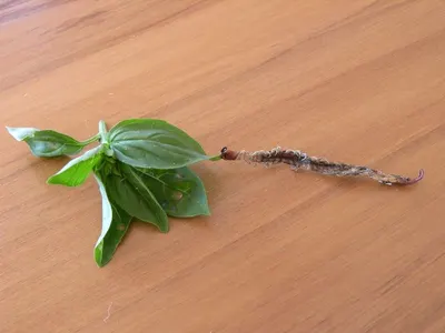 Tulsi Japa Mala Made With Snow Basil
