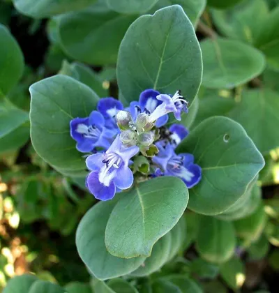 Periwinkle