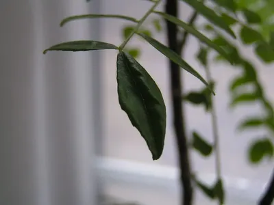 Philodendron