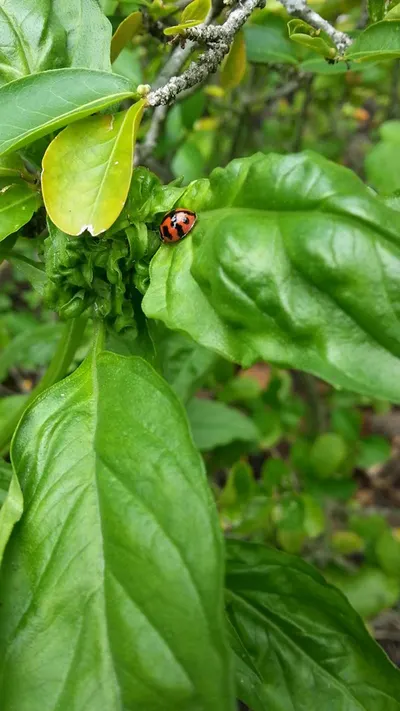 Lady Bugs