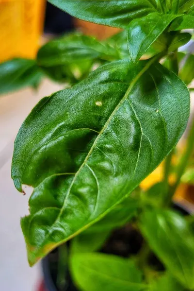 Basil