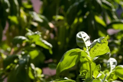 Basil