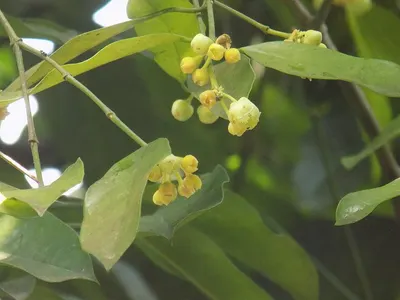 Mahua Flower