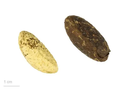 Dried And Fresh Kola Nut by Moju Industries Limited