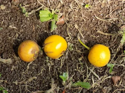 Bitter Kola (Garcinia kola)