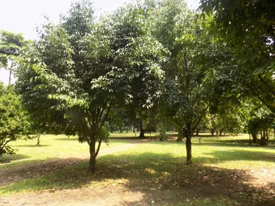 Large Black Walnut trees