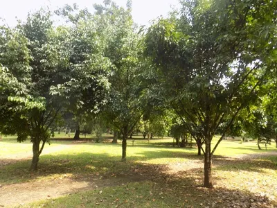 Kola Nuts (Acuminata & Nitida)