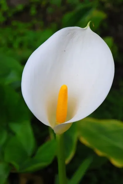Real touch flowers calla lily by Qingdao Dongde Plastic & Rubber Products Co., Ltd