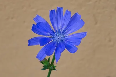 Liquid chicory