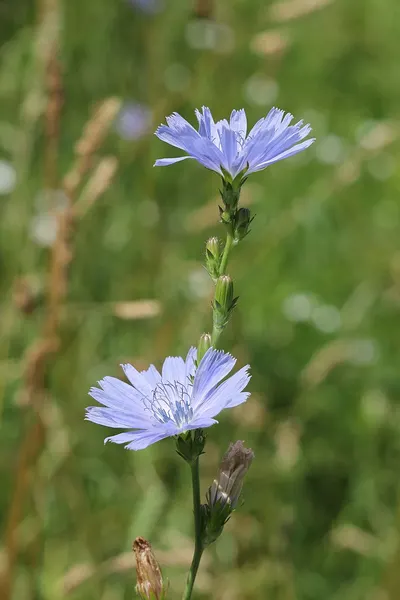 Centaurea Cyanus