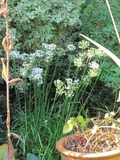 White Clover and Multifloral