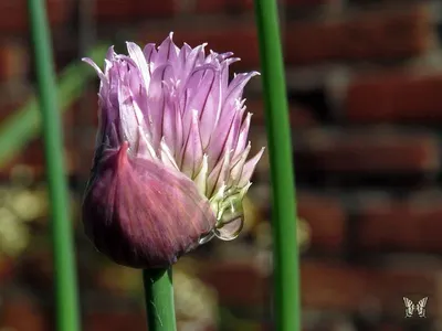 Onion flower