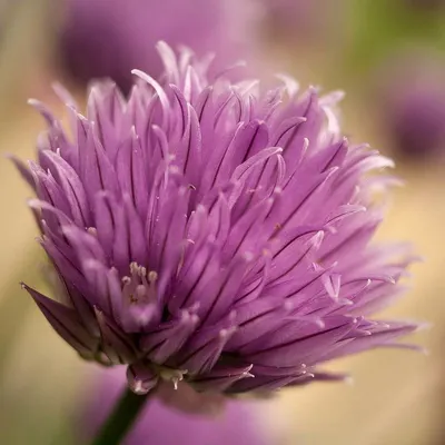 Artichoke Violet