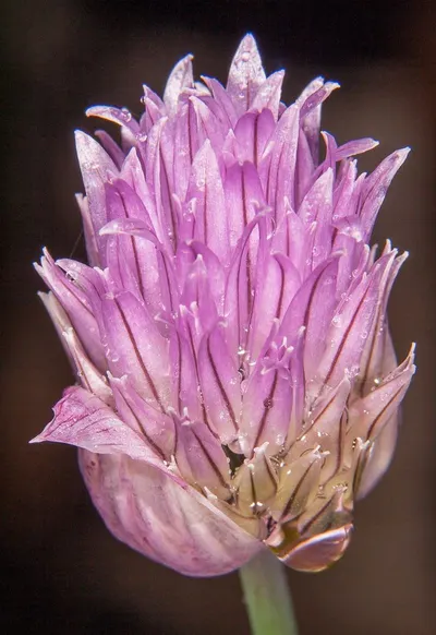 Lupinus Genus by Herbseic