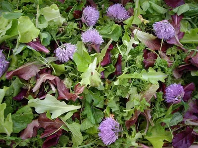 Milk Thistle (organic)