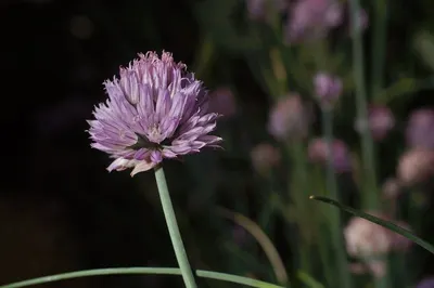 Scabiosa