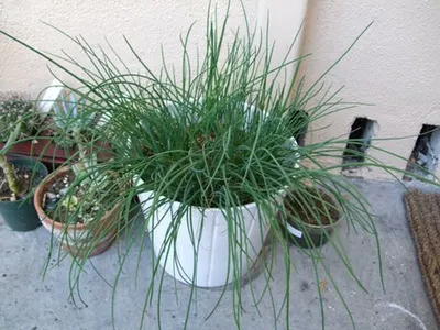 Kahuna Grass And Date Palm Planters