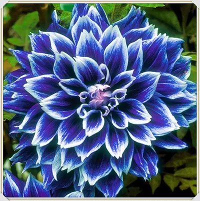 Victoria Blue B