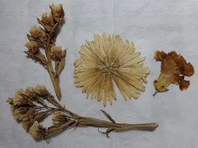 Pressed Cassia