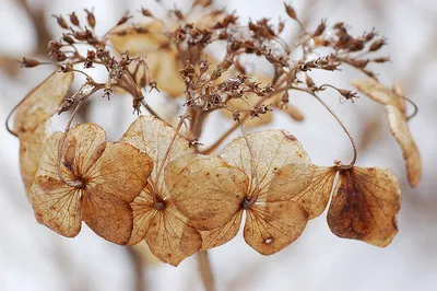 Dried gracilaria