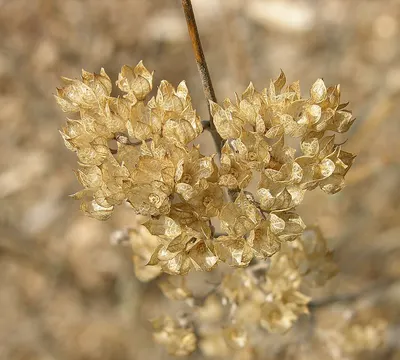 Glycyrrihiza Glabra