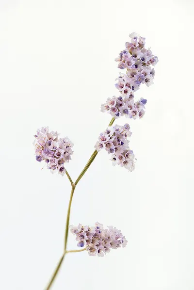 Lilac love