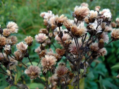 Clover Seeds by Herbseic