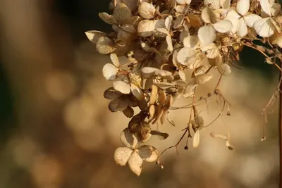 Broken Cassia