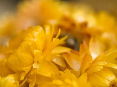 Pollen