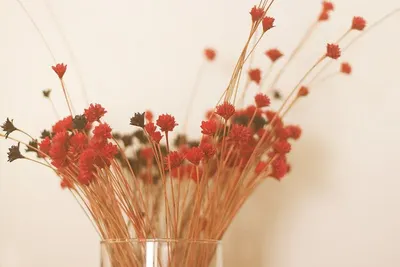 Hibiscus Flowers (Dried)