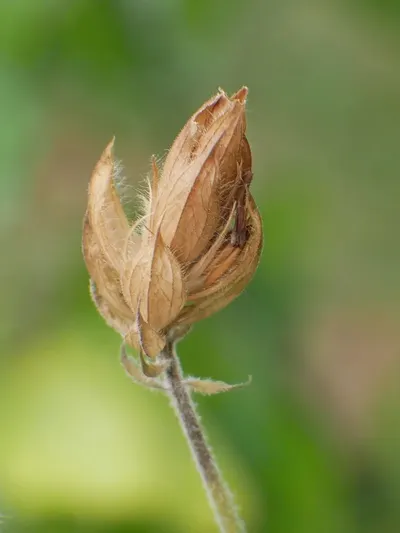 Cinnamon ALba