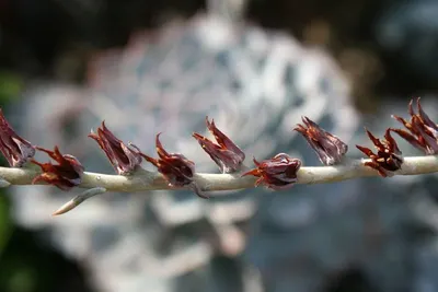 Dragon's Blood Sap