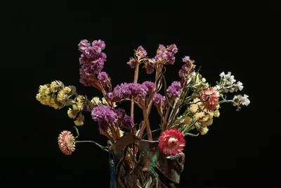 Dried flowers
