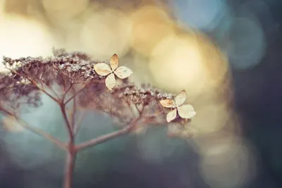 Butterfly Bonanza by Frangipani Garments