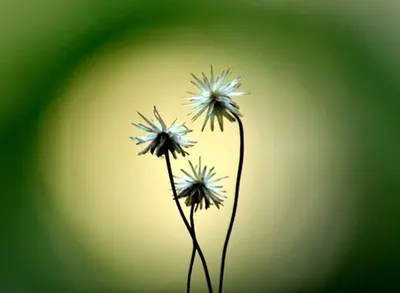 Camomille flowers