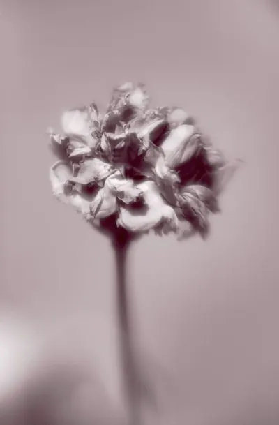 Carnation