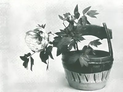 Floral wire