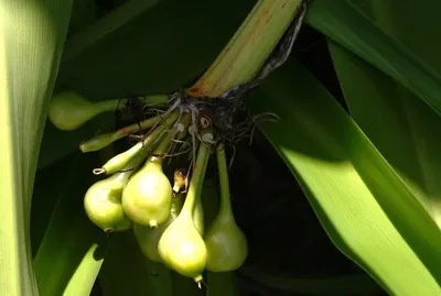 Tiger lily buds