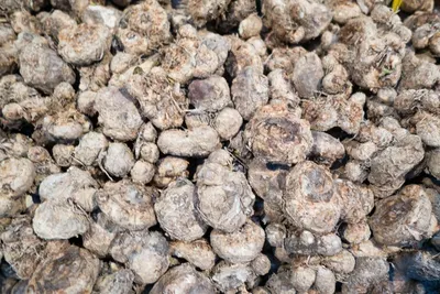 Dried Crispy Taro by Blue Lotus Exim Co., Ltd.