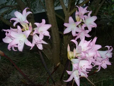 Cut Fresh Orchid Flower (dendrobium)