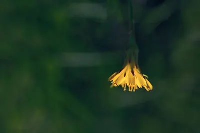 Bala-Flower